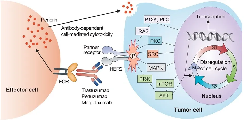Why Trastuzumab Is Incompatible With Dextrose